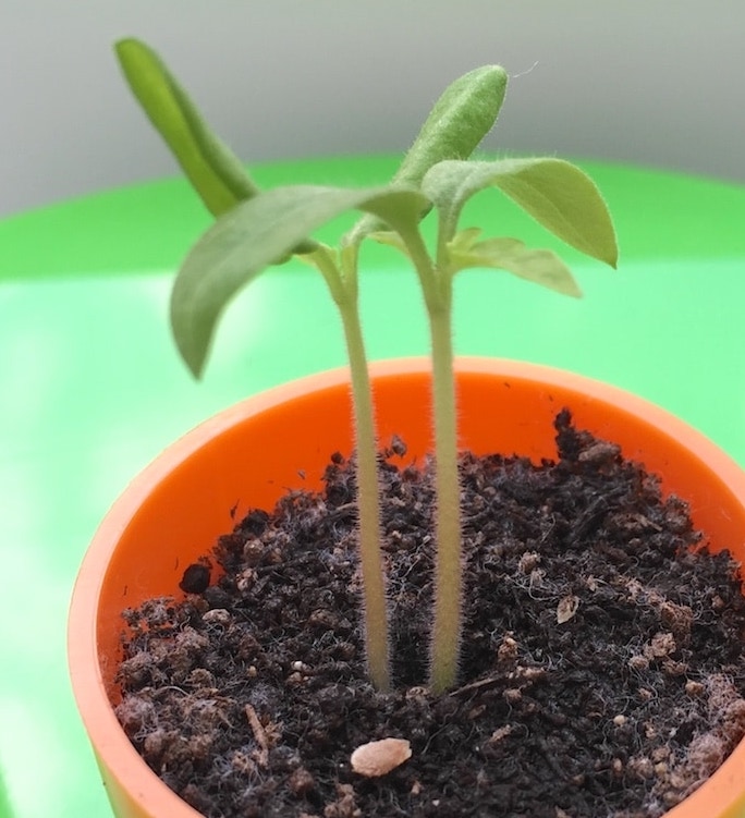 トマト02　成長06-2