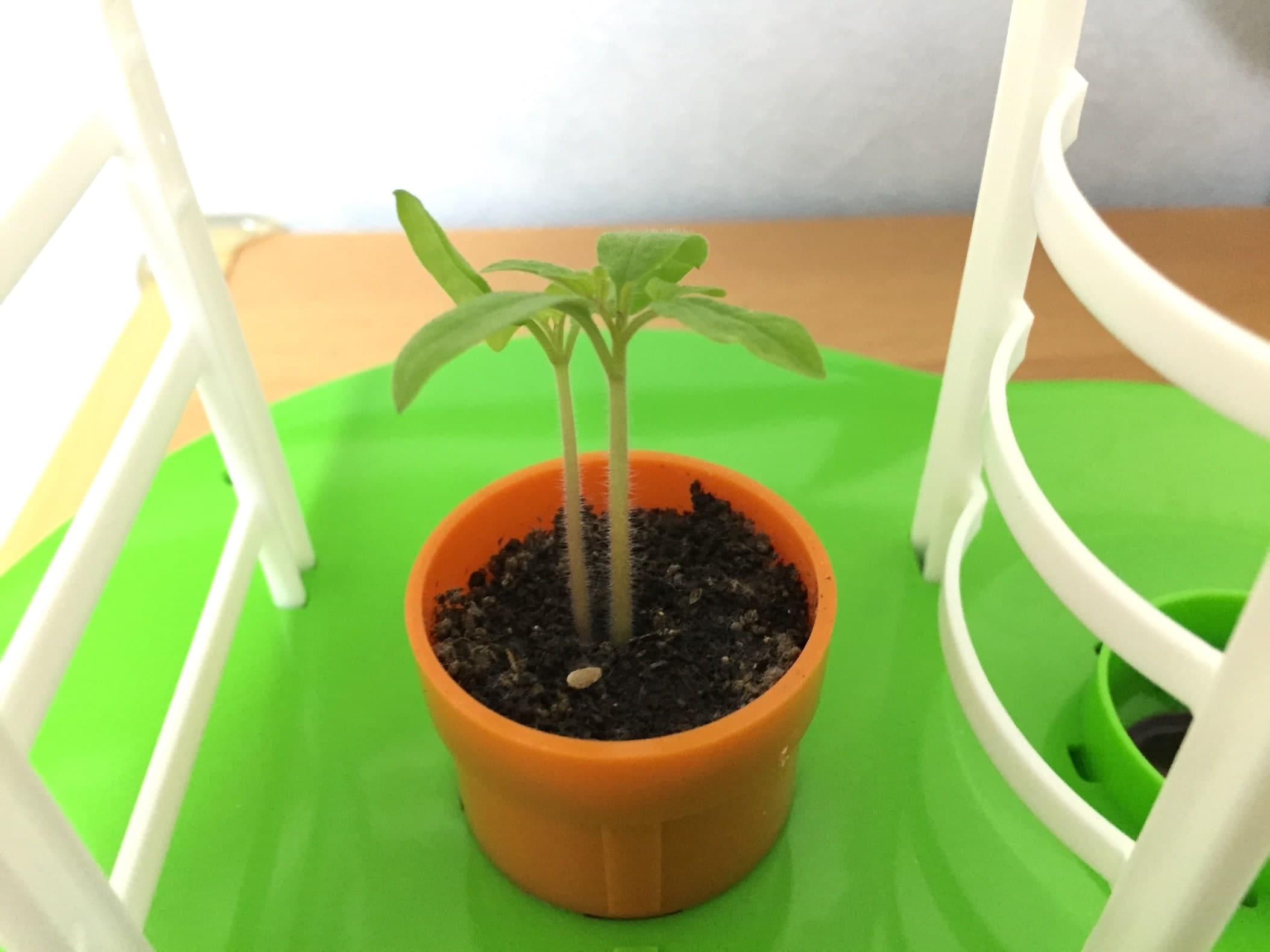 トマト02　成長07