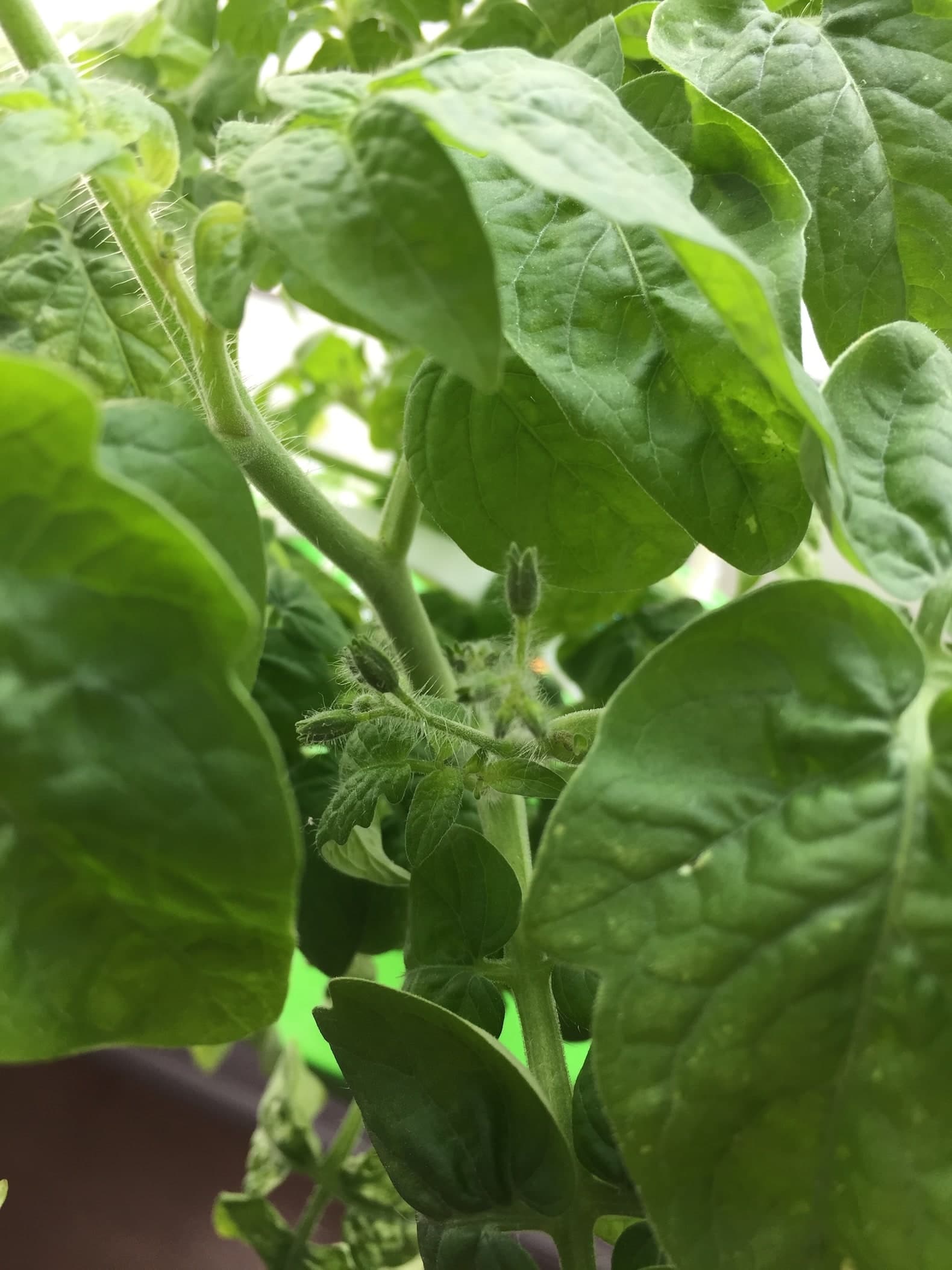 トマト02　成長16 蕾1